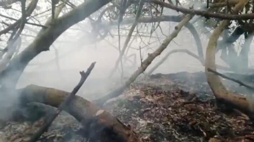 সুন্দরবনের